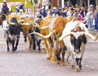 Cattle drive at Ft Worth