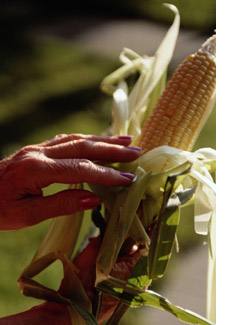 Corn