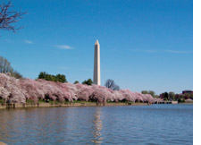 cherry trees
