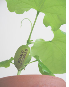 Message plant