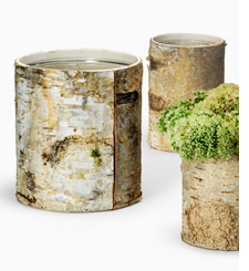 Vase with birch from Jamali