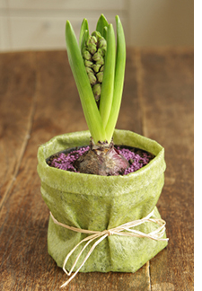 hyacinth in a pot