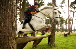 horse horse