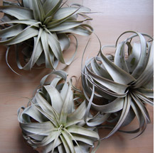 air plants