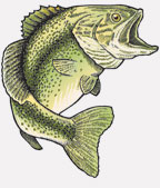 Arizona fish illustration
