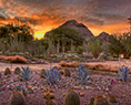 Phoenix's Desert Botanical Garden